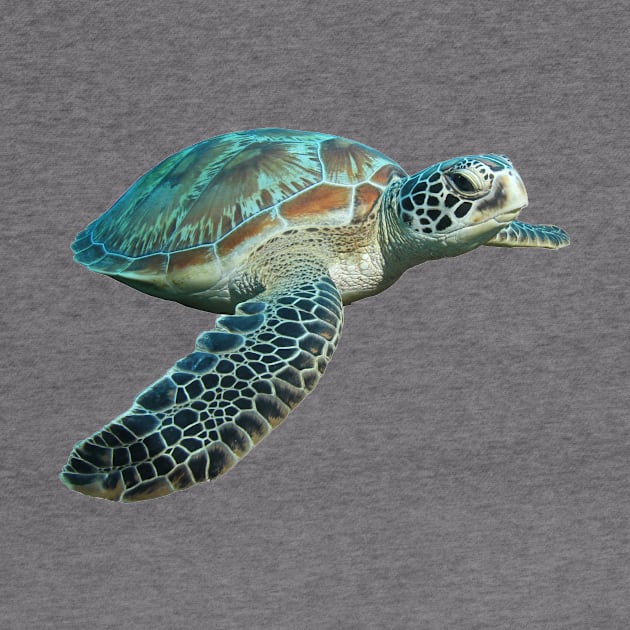 Sea Turtle by Endangered Animals